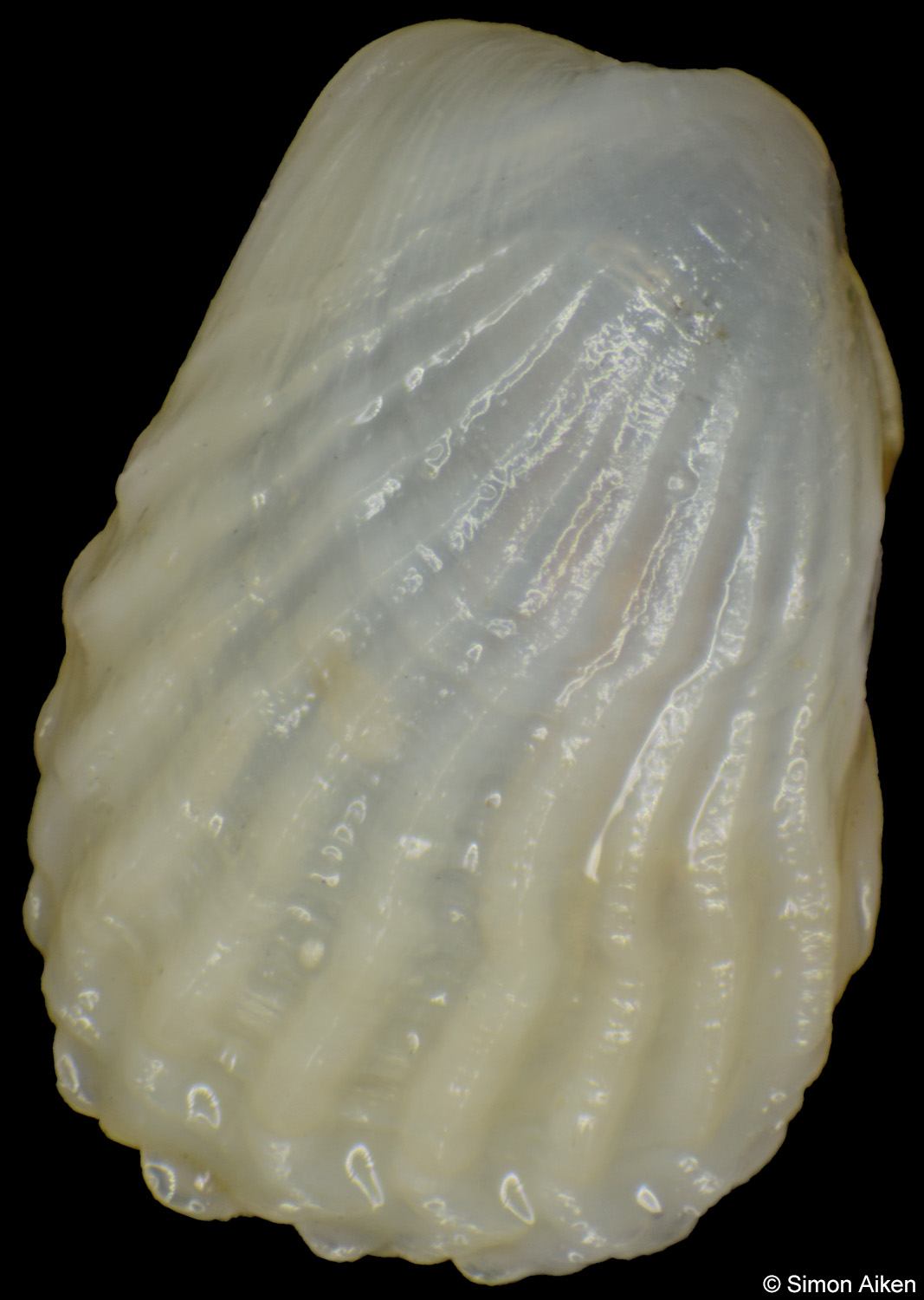 Kidderia costata