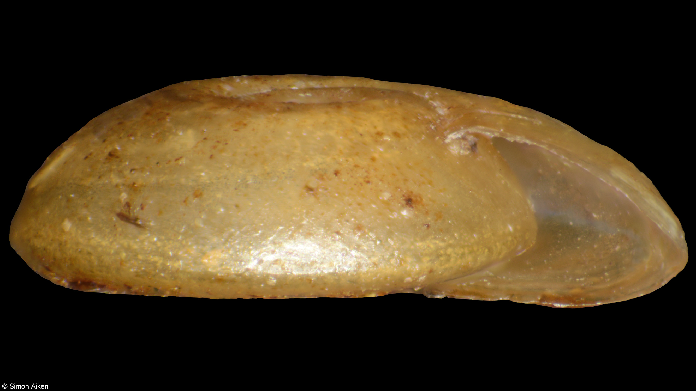 Segmentorbis kanisaensis