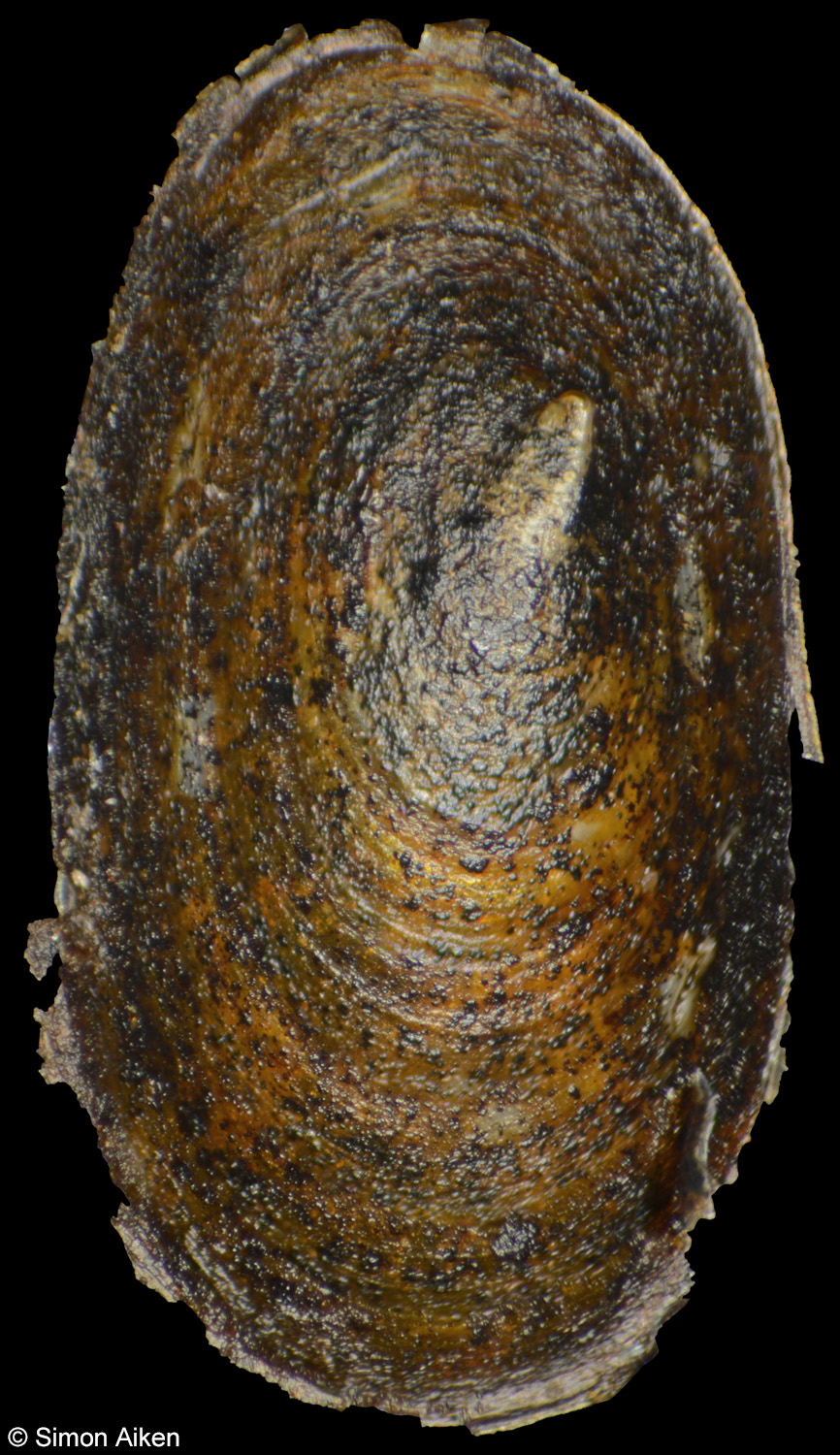 Acroloxus lacustris