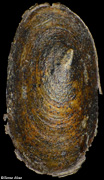 Acroloxus lacustris
