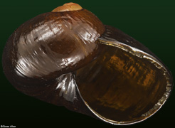 Wainuia edwardi