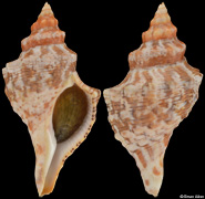 Pleuroploca aurantiaca