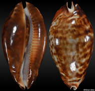Zoila friendii