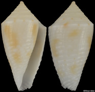 Conus branhamae