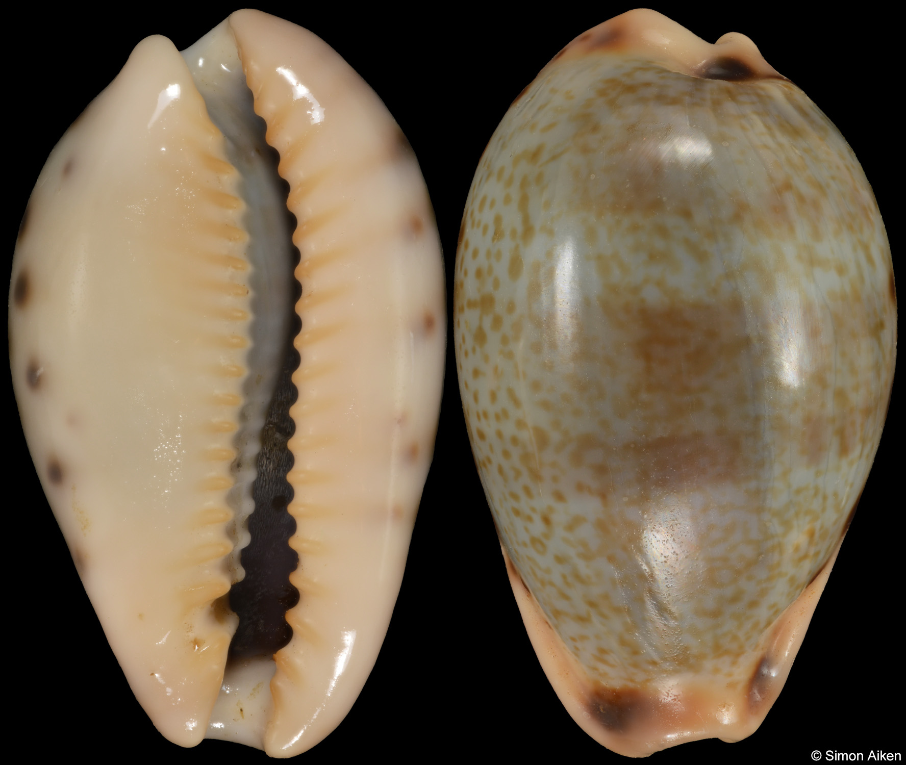 Erronea xanthodon