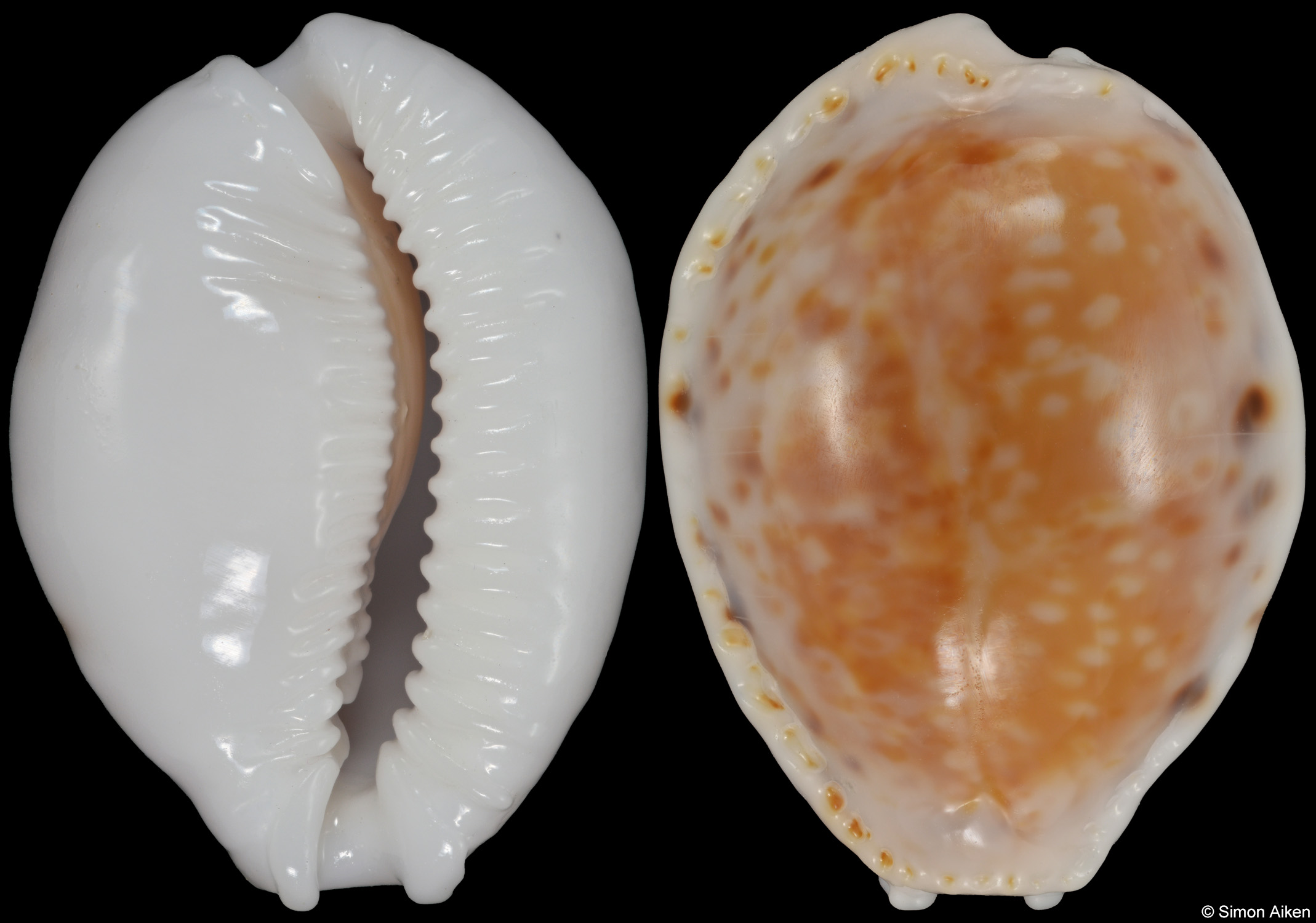 Naria cernica leforti