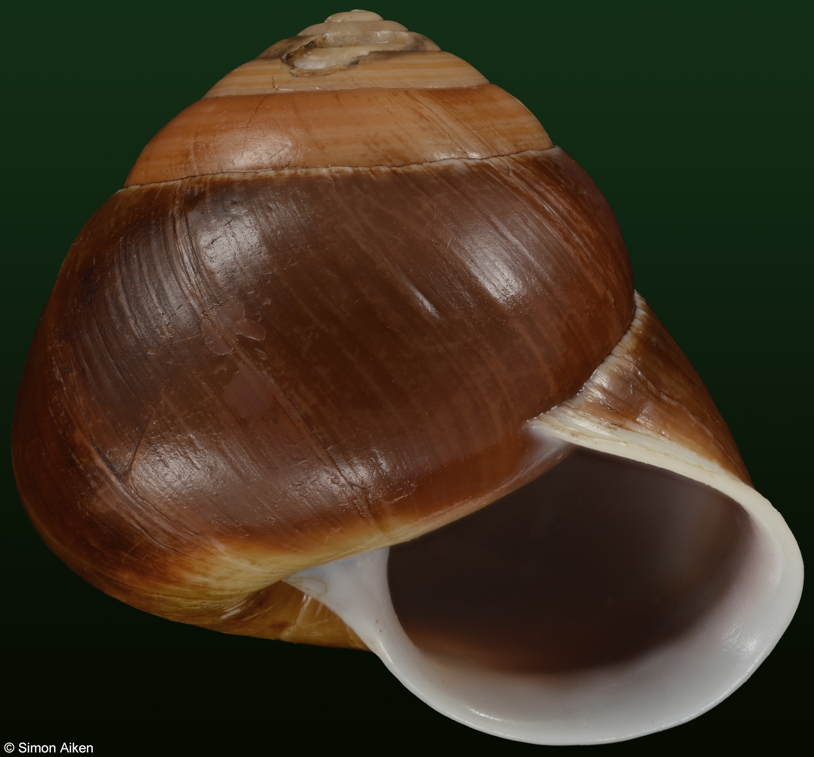 Sphaerospira fraseri