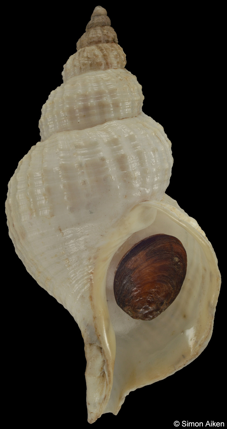 Fusitriton laudandus
