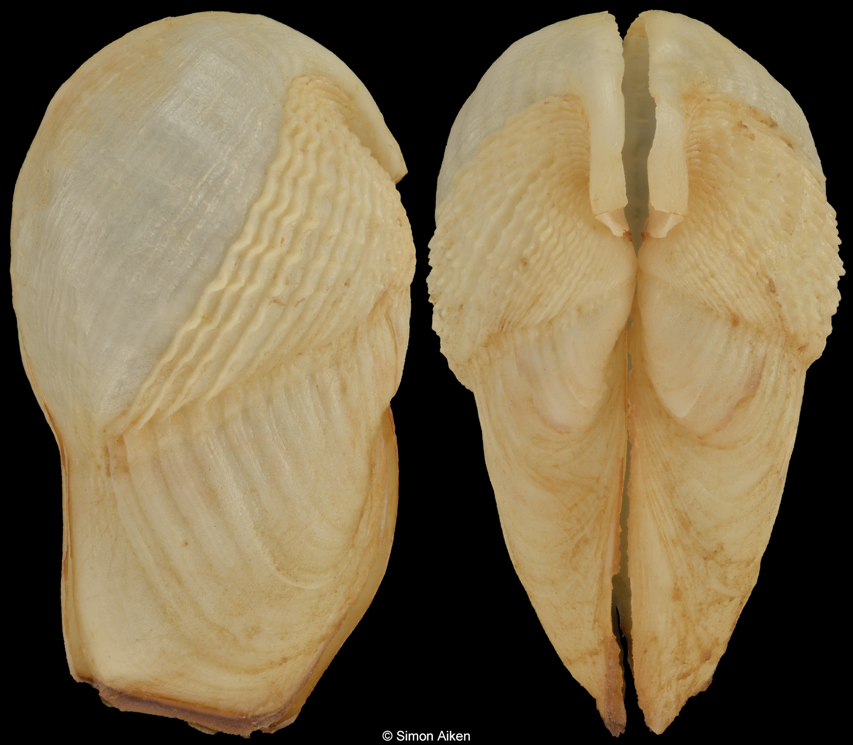 Pholadidea tridens