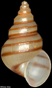 Cleopatra bulimoides