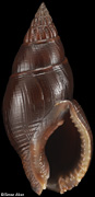 Nassarius olivaceus