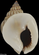 Nassarius pullus