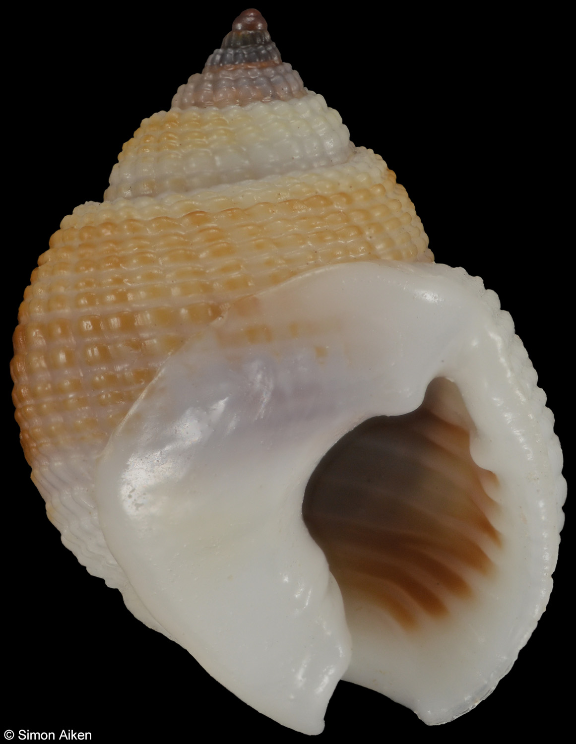 Nassarius globosus