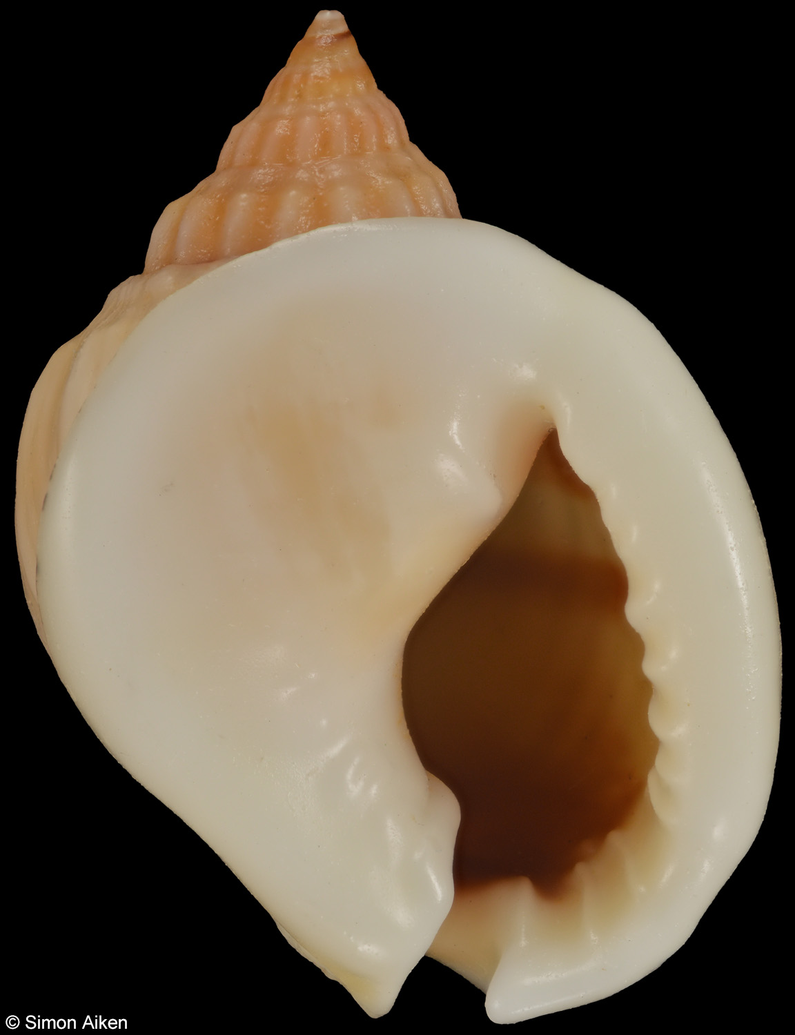 Nassarius bimaculosus