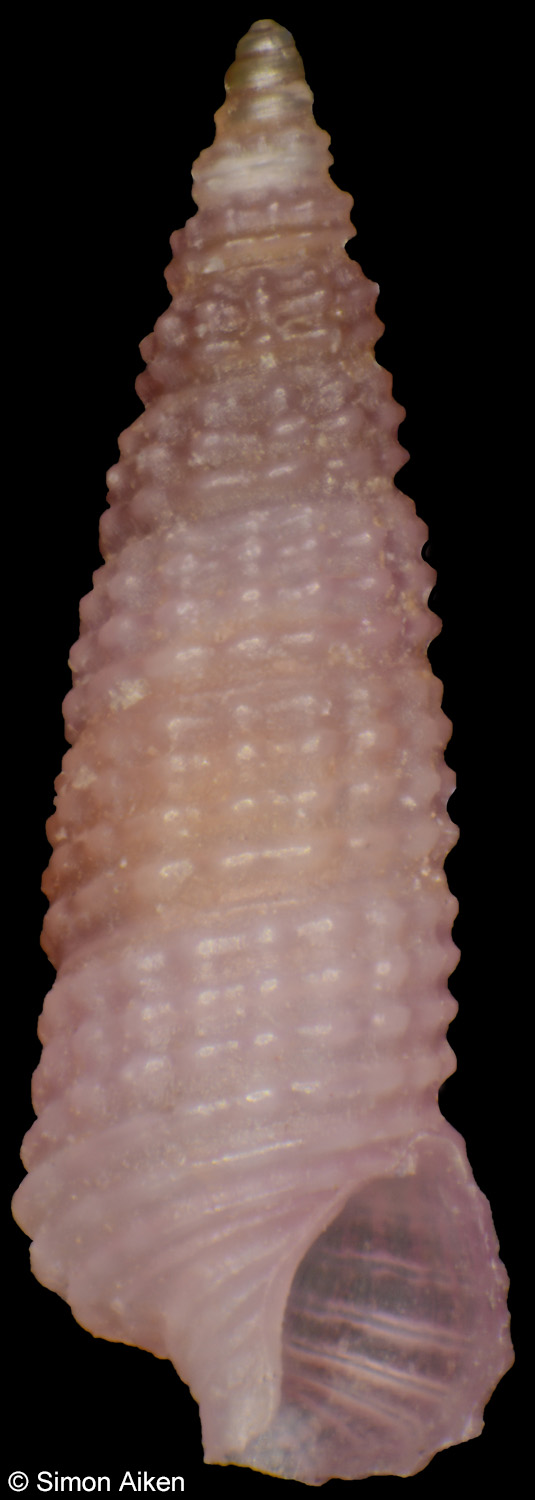Bittium glareosum