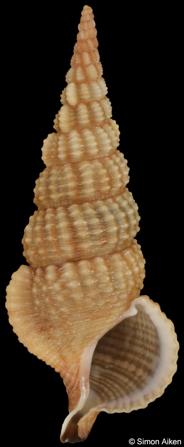 Cerithium rostratum
