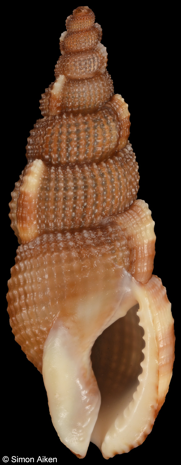 Colubraria kathiewayana