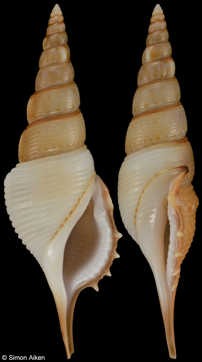 Rimellopsis powisii