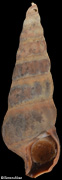 Zeacumantus lutulentus