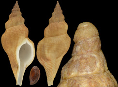 Euthriostoma saharicum