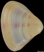 Tivela tripla
