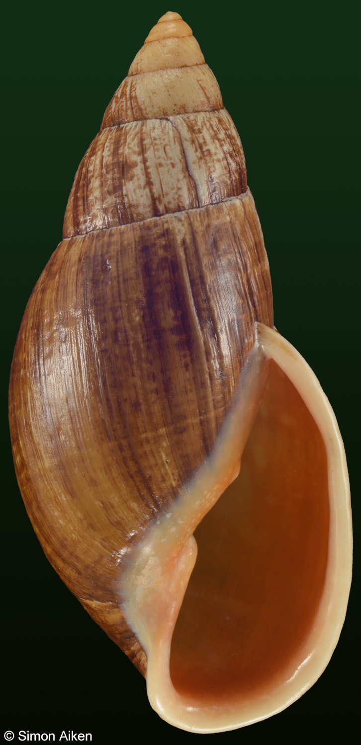 Placostylus fibratus