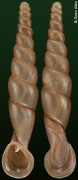 Tropidauchenia yanghaoi
