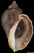 Haustrum haustorium