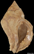 Vitularia linguabovis