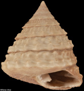 Tectus altavillensis