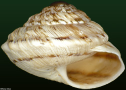 Obelus mirandae