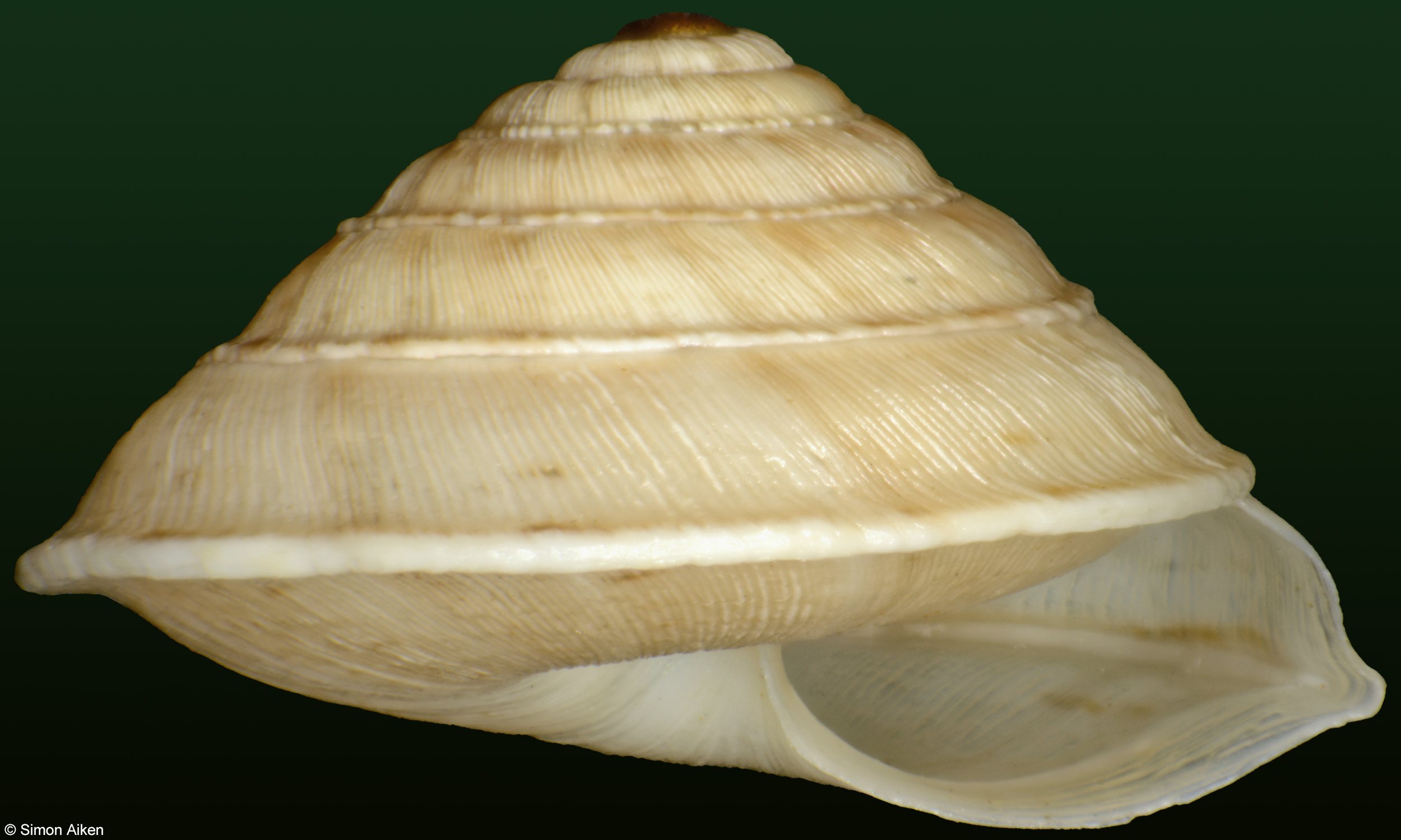 Trochoidea elegans