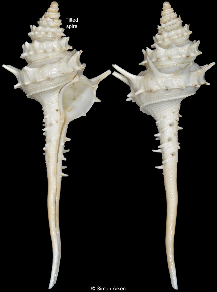 Columbarium suzukii