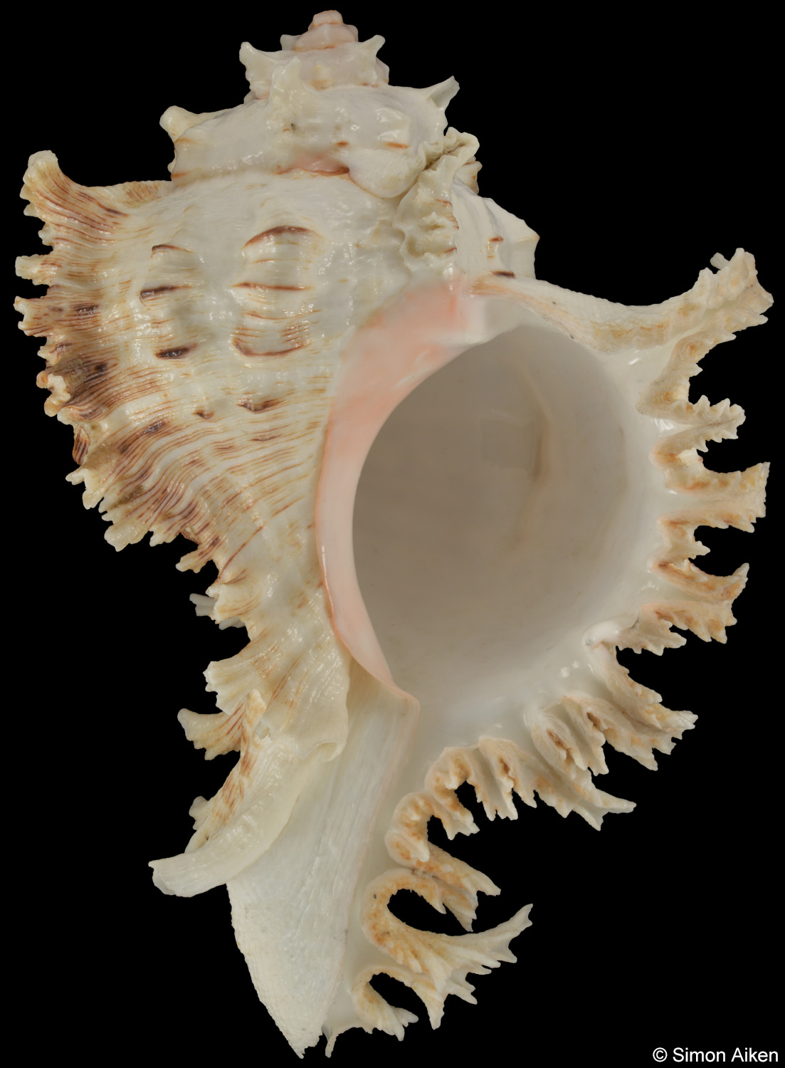 Chicoreus ramosus