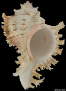 Chicoreus ramosus