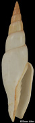 Isara swainsonii