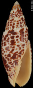 Mitra papalis