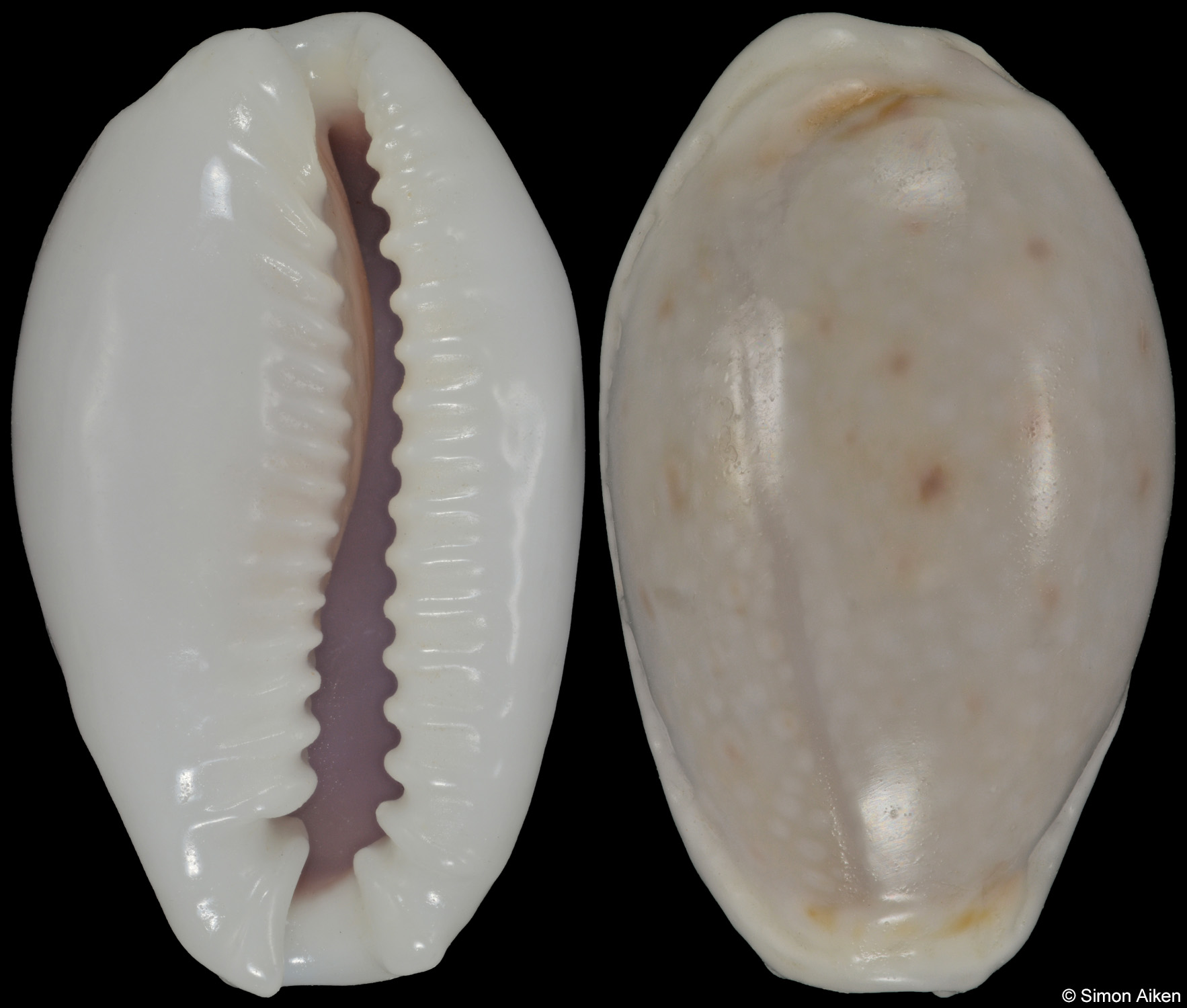 Naria boivinii