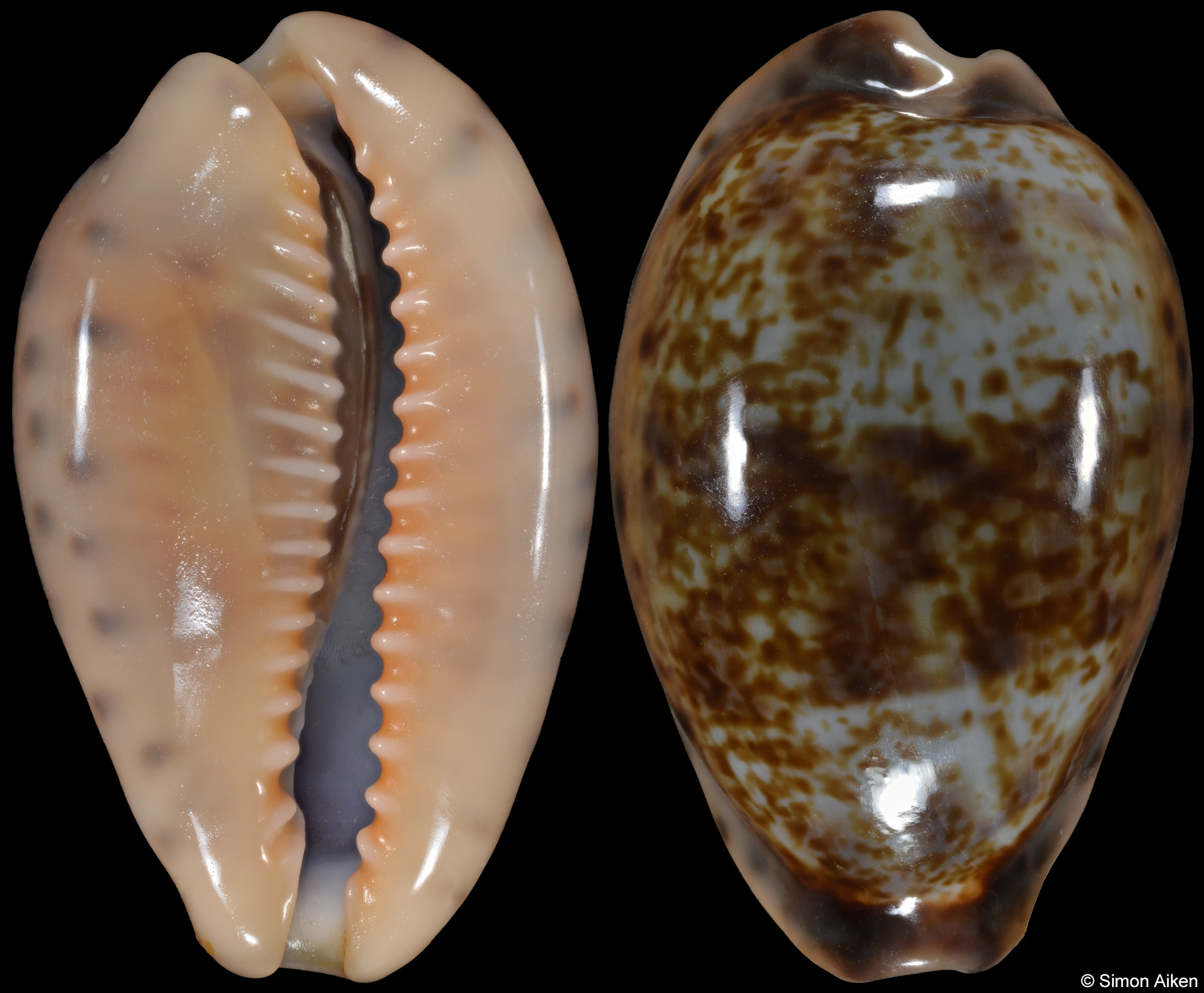 Zonaria zonaria