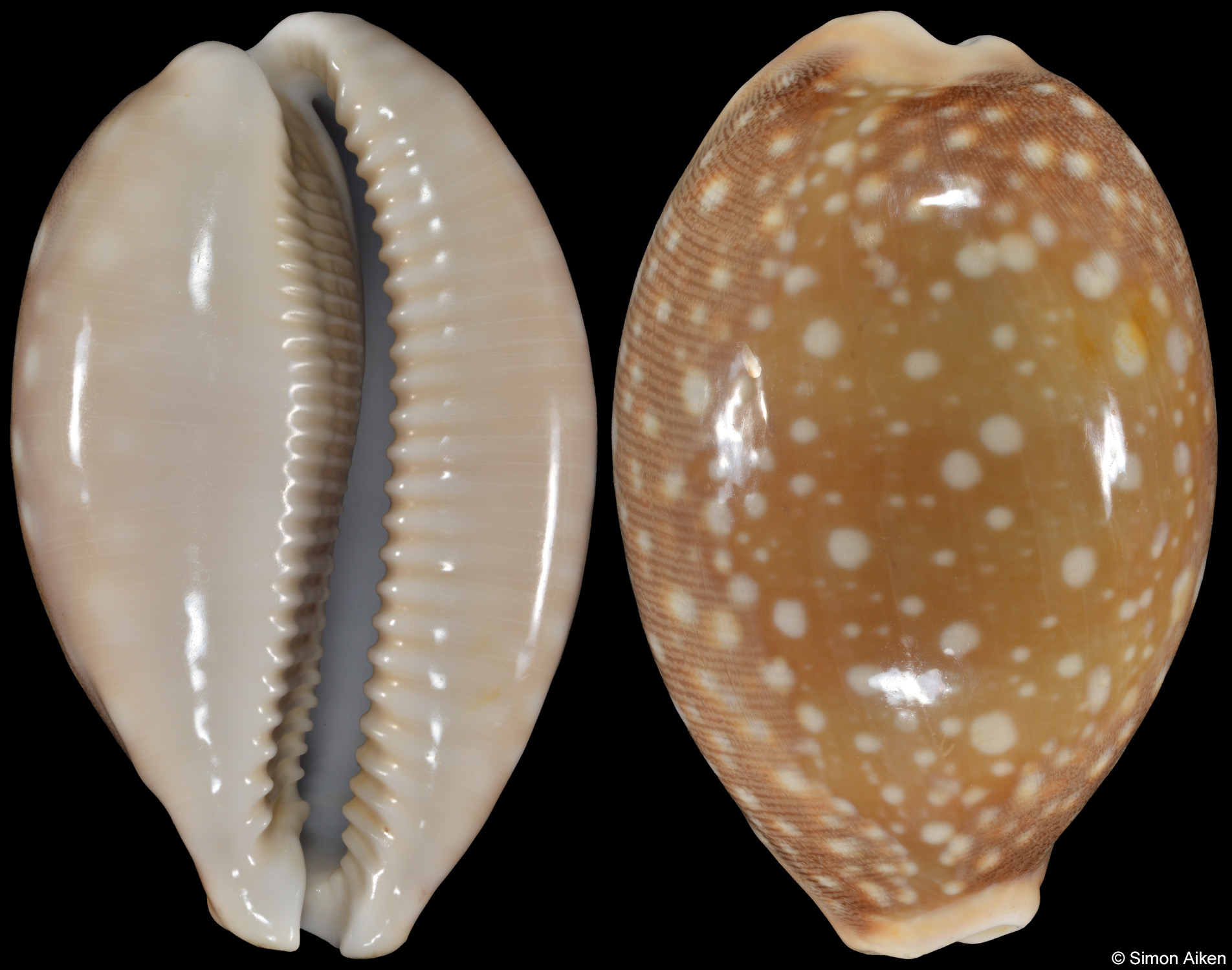 Lyncina vitellus