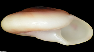 Umbonium eloiseae