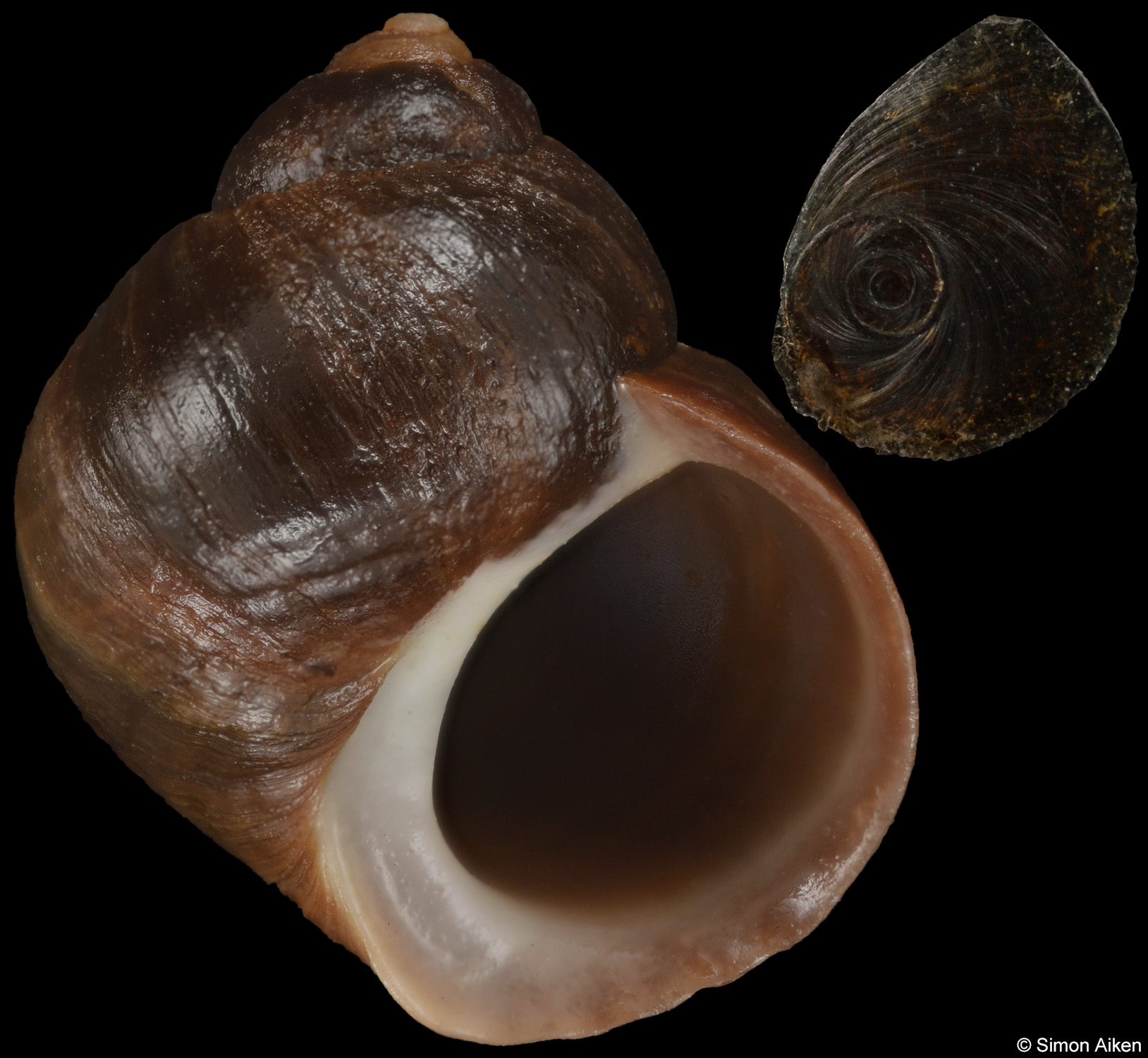 Littorina sitkana