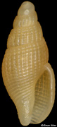 Decipifus dianae