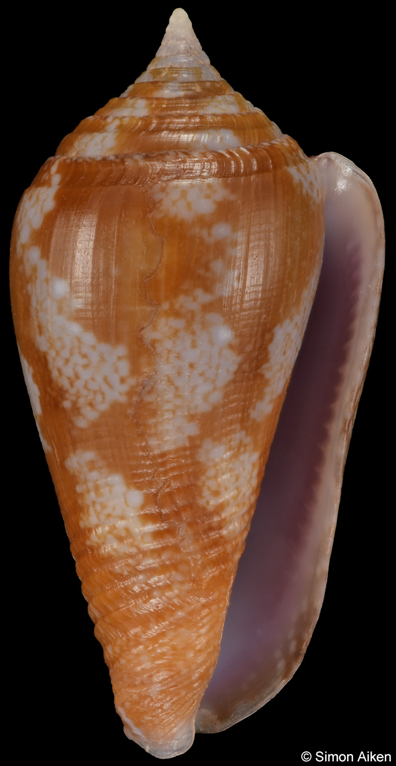 Parametaria macrostoma