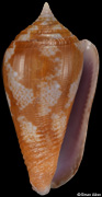 Parametaria macrostoma
