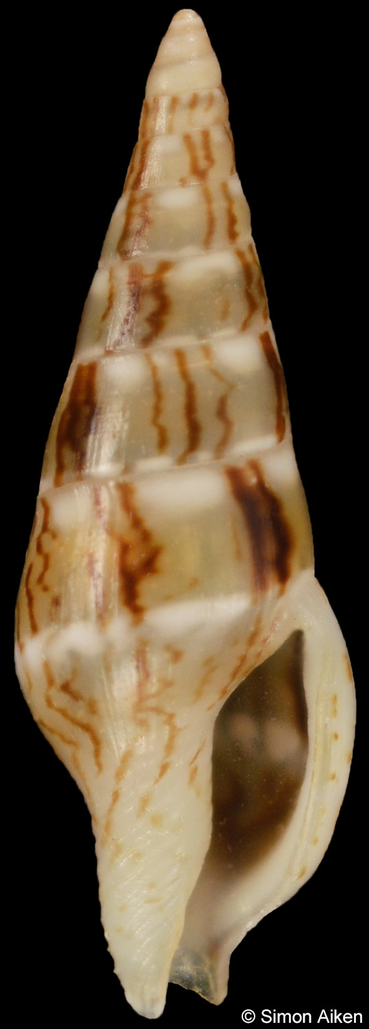Mitrella mindorensis