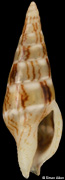 Mitrella mindorensis