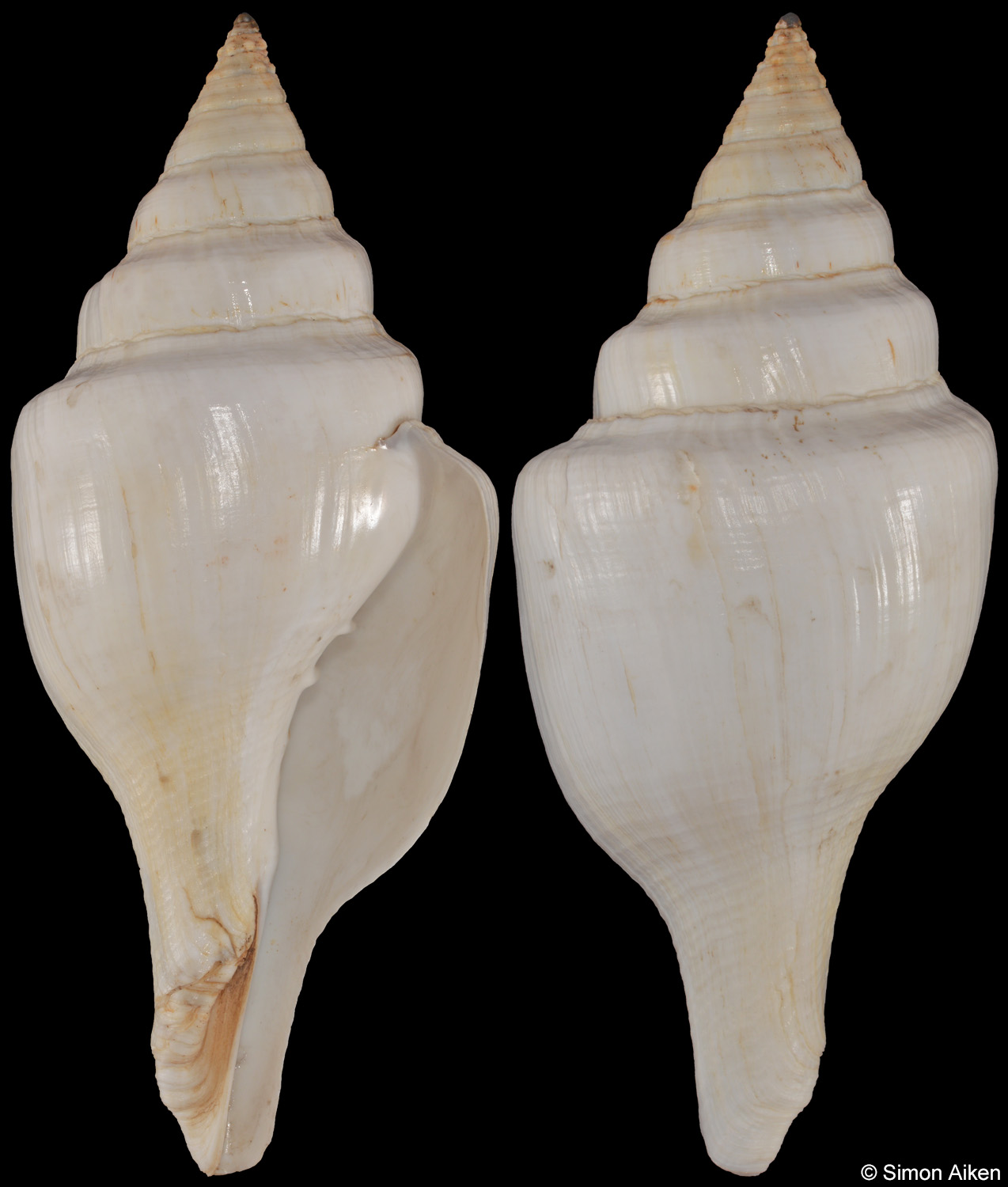 Turbinella laffertyi