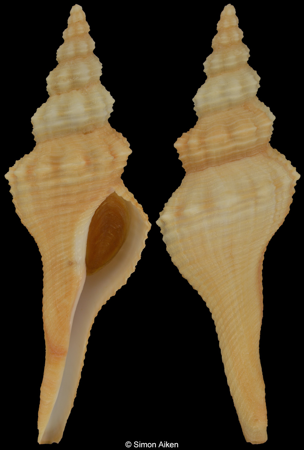 Fusinus townsendi