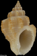 Cantharus septemcostatus